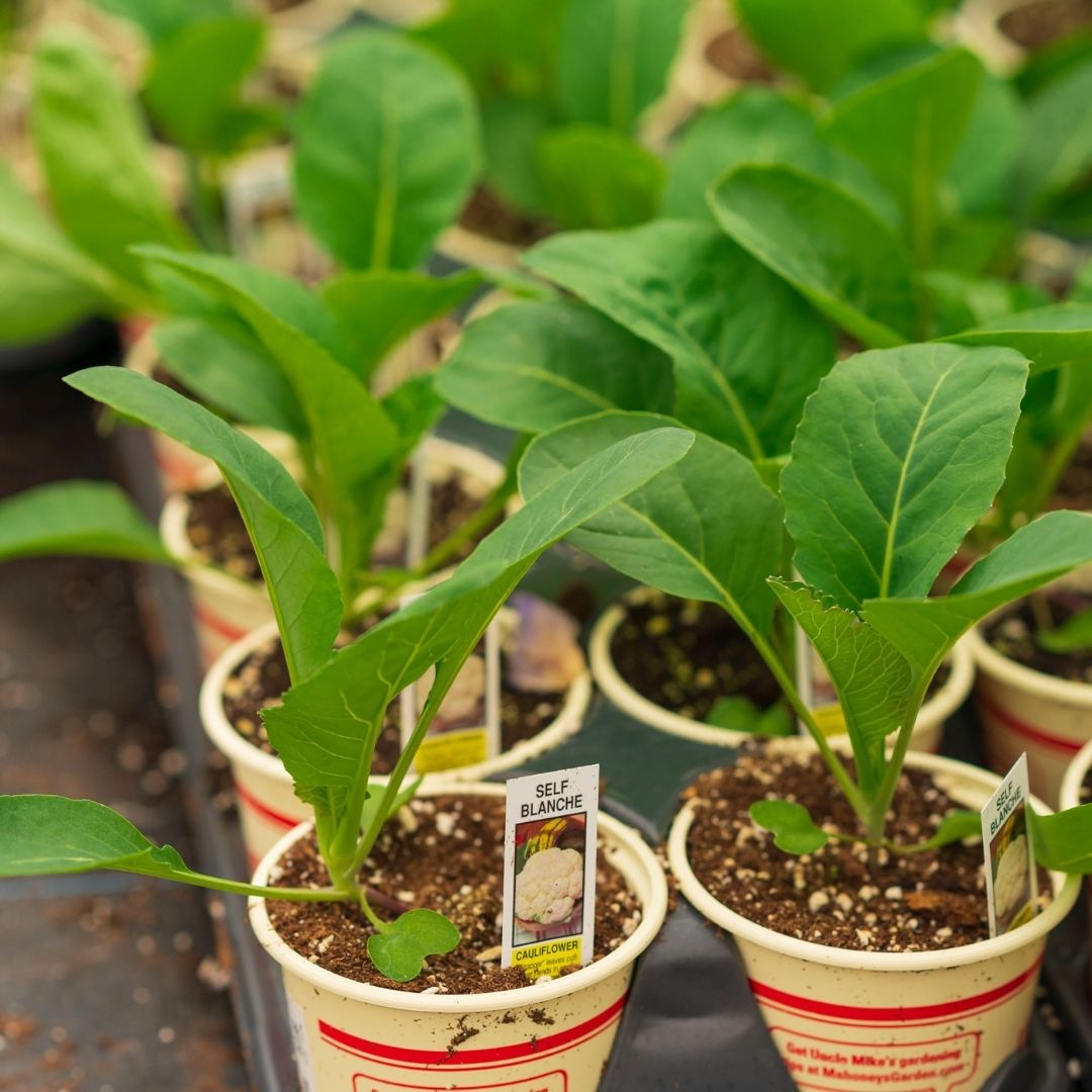 Cauliflower – Self-Blanche – 4″ Pot